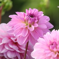 Bazuin Lavender Dahlia Tuber