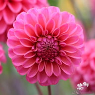 Bazuin Pink Dahlia Tuber
