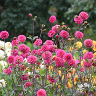 Bazuin Pink Dahlia Tuber