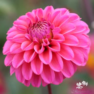 Bazuin Pink Dahlia Tuber