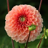 Bazuin Salmon Orange Dahlia Tuber