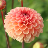 Bazuin Salmon Orange Dahlia Tuber