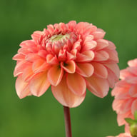 Bazuin Salmon Orange Dahlia Tuber