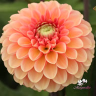 Bazuin Salmon Orange Tuber