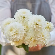 Bazuin Snow White Dahlia Tuber