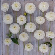 Bazuin Snow White Dahlia Tuber
