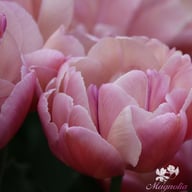 Beach Berry Tulip Bulbs