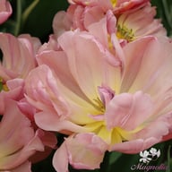 Beach Berry Tulip Bulbs
