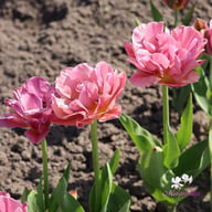 Beach Berry Tulip Bulbs