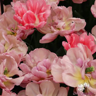 Beach Berry Tulip Bulbs