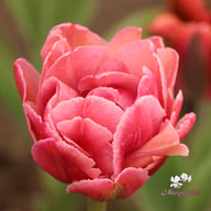 Beach Berry Tulip Bulbs