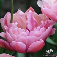 Beach Berry Tulip Bulbs