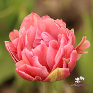Beach Berry Tulip Bulbs