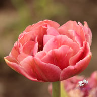 Beach Berry Tulip Bulbs