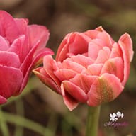 Beach Berry Tulip Bulbs