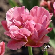 Beach Berry Tulip Bulbs