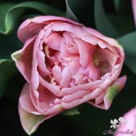 Beach Berry Tulip Bulbs