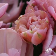 Beach Berry Tulip Bulbs