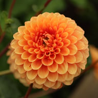 Beatrice Dahlia Tuber