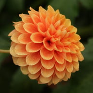 Beatrice Dahlia Tuber