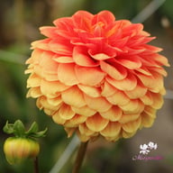 Beatrice Dahlia Tuber