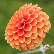 Beatrice Dahlia Tuber