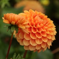 Beatrice Dahlia Tuber