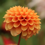 Beatrice Dahlia Tuber