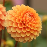 Beatrice Dahlia Tuber