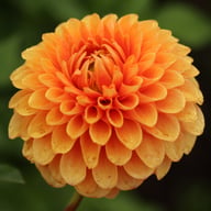 Beatrice Dahlia Tuber