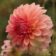 Beauty Queen Dahlia Knöl