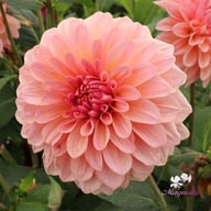 Beauty Queen Dahlia Tuber