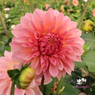 Beauty Queen Dahlia Tuber