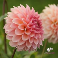 Beauty Queen Dahlia Tuber