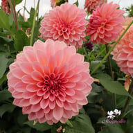 Beauty Queen Dahlia Tuber
