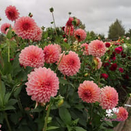 Beauty Queen Dahlia Tuber