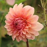 Beauty Queen Dahlia Knöl