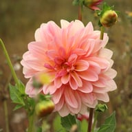 Beauty Queen Dahlia Knöl