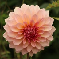 Beauty Queen Dahlia Knöl