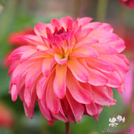 Belfloor Dahlia Tuber