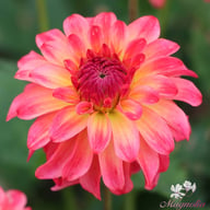 Belfloor Dahlia Tuber