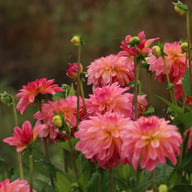Belfloor Dahlia Tuber