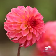 Belfloor Dahlia Tuber