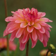 Belfloor Dahlia Tuber