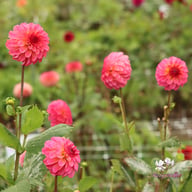 Belfloor Dahlia Tuber