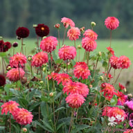 Belfloor Dahlia Tuber