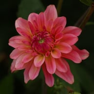 Belfloor Dahlia Tuber