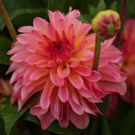 Belfloor Dahlia Tuber