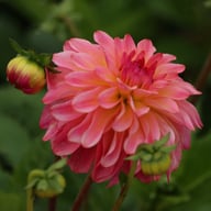 Belfloor Dahlia Tuber