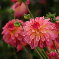 Belfloor Dahlia Tuber